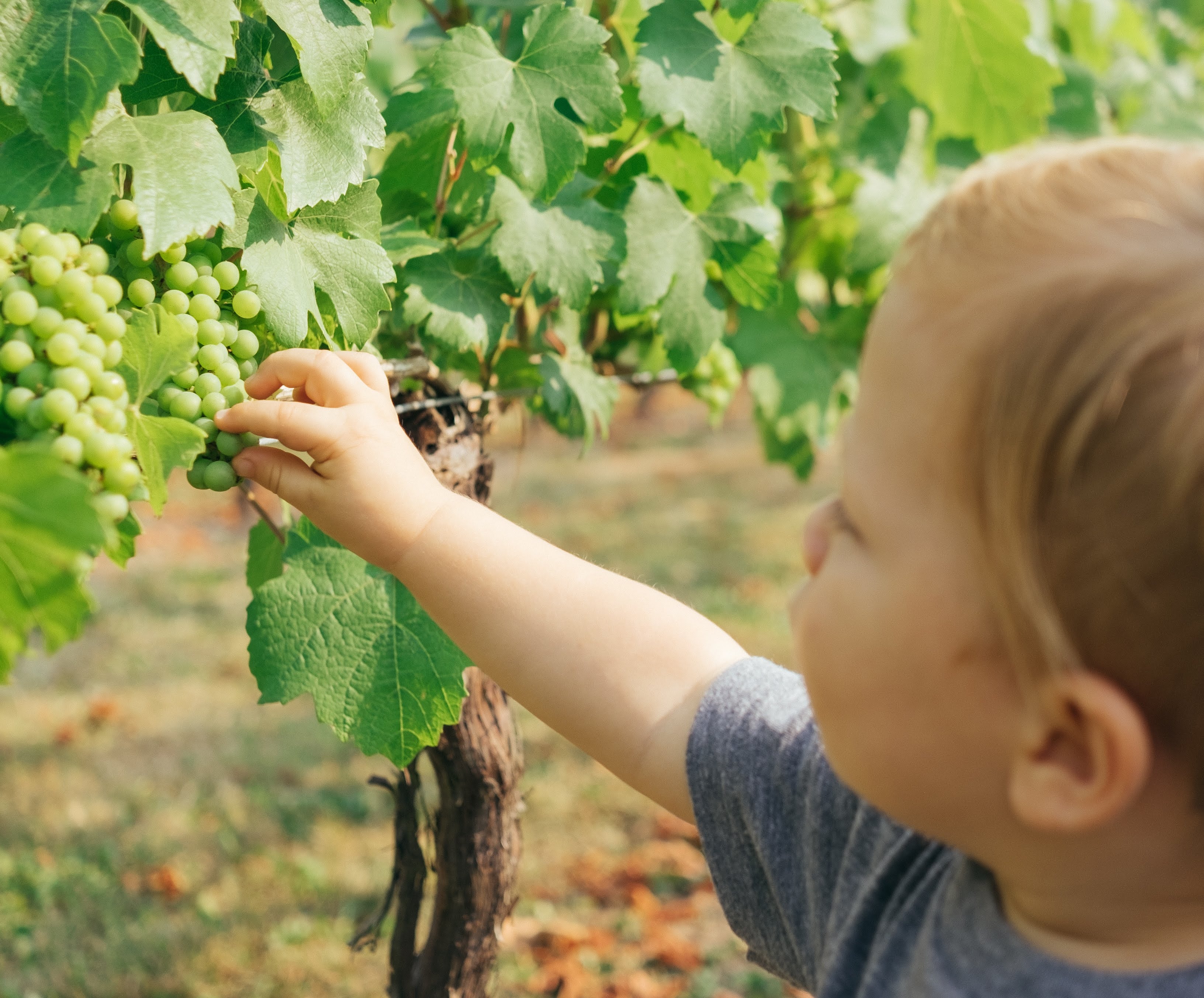 Criança comendo uvas verdes - alimentação saudável infantil